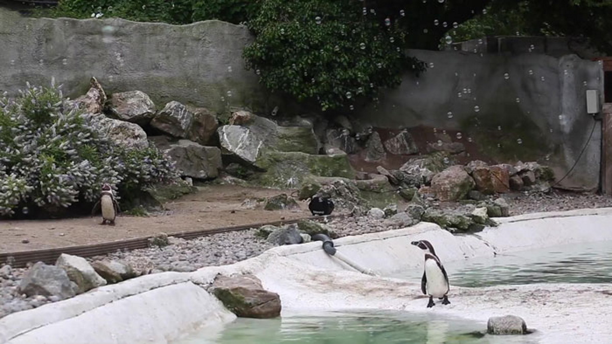 pinguini zoo