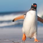 pinguini cacca proiettile