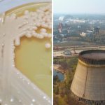 scudo fungo chernobyl