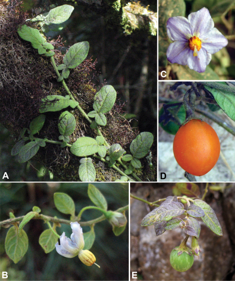 Solanum baretiae