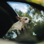 Chihuahua muore in auto