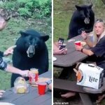 orso picnic