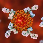 coronavirus anticorpi super potenti