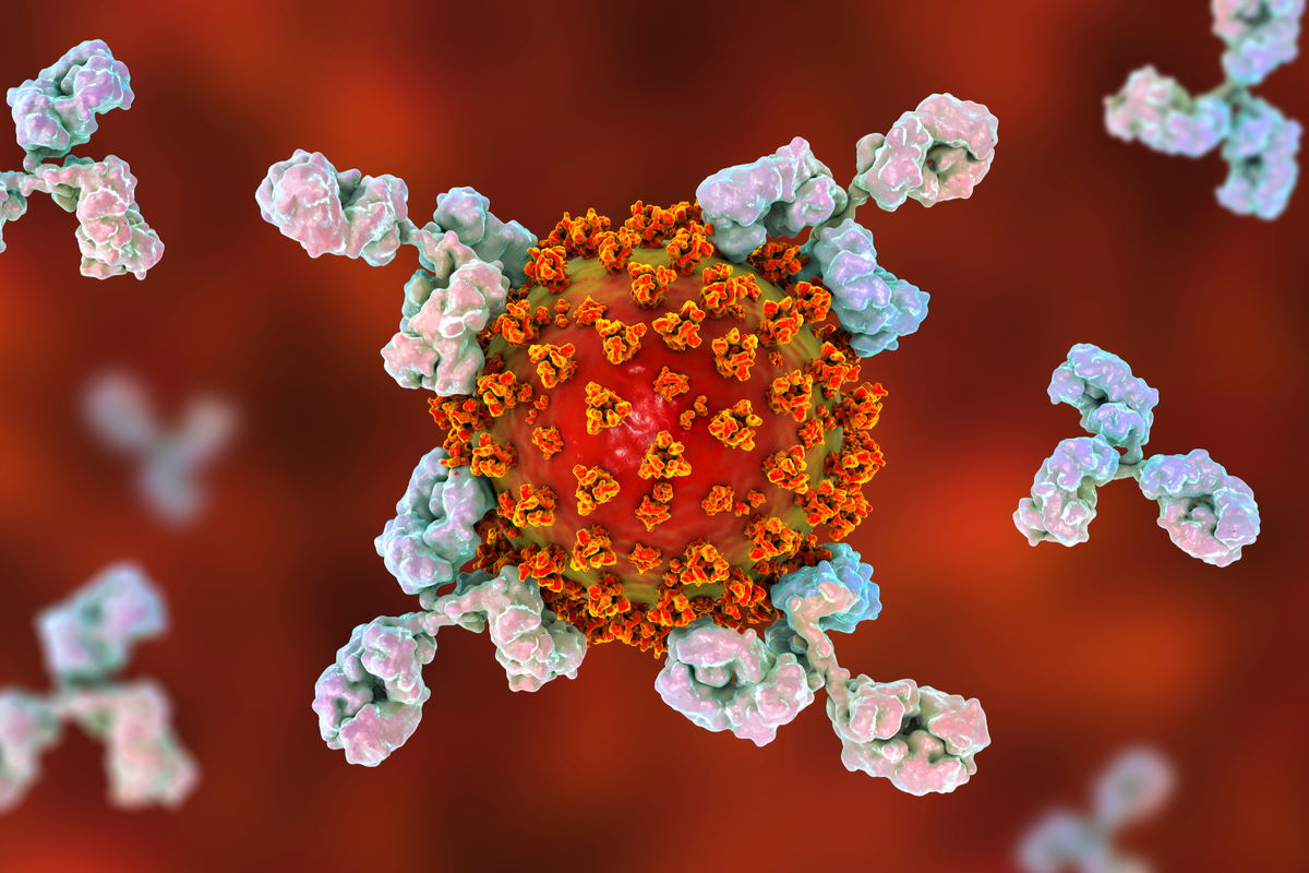 coronavirus anticorpi super potenti