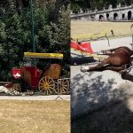 Cavallo morto Caserta