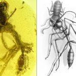 formica infernale fossile 100 milioni di anni
