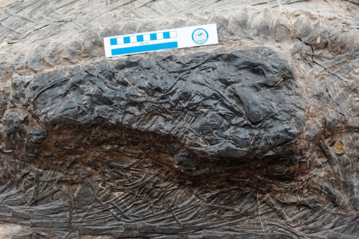 fossile megapredazione 240 mila anni