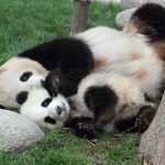 Mamma panda