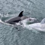 orca bianca alaska