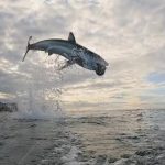 Salto record squalo
