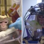 scimmie laboratorio