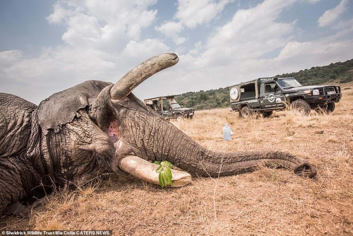 elefante ferito kenya