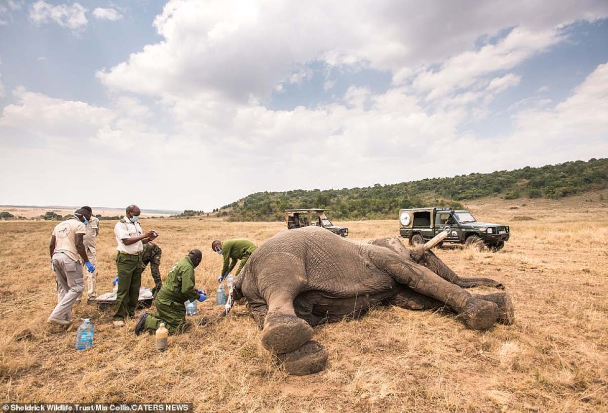 elefante ferito kenya