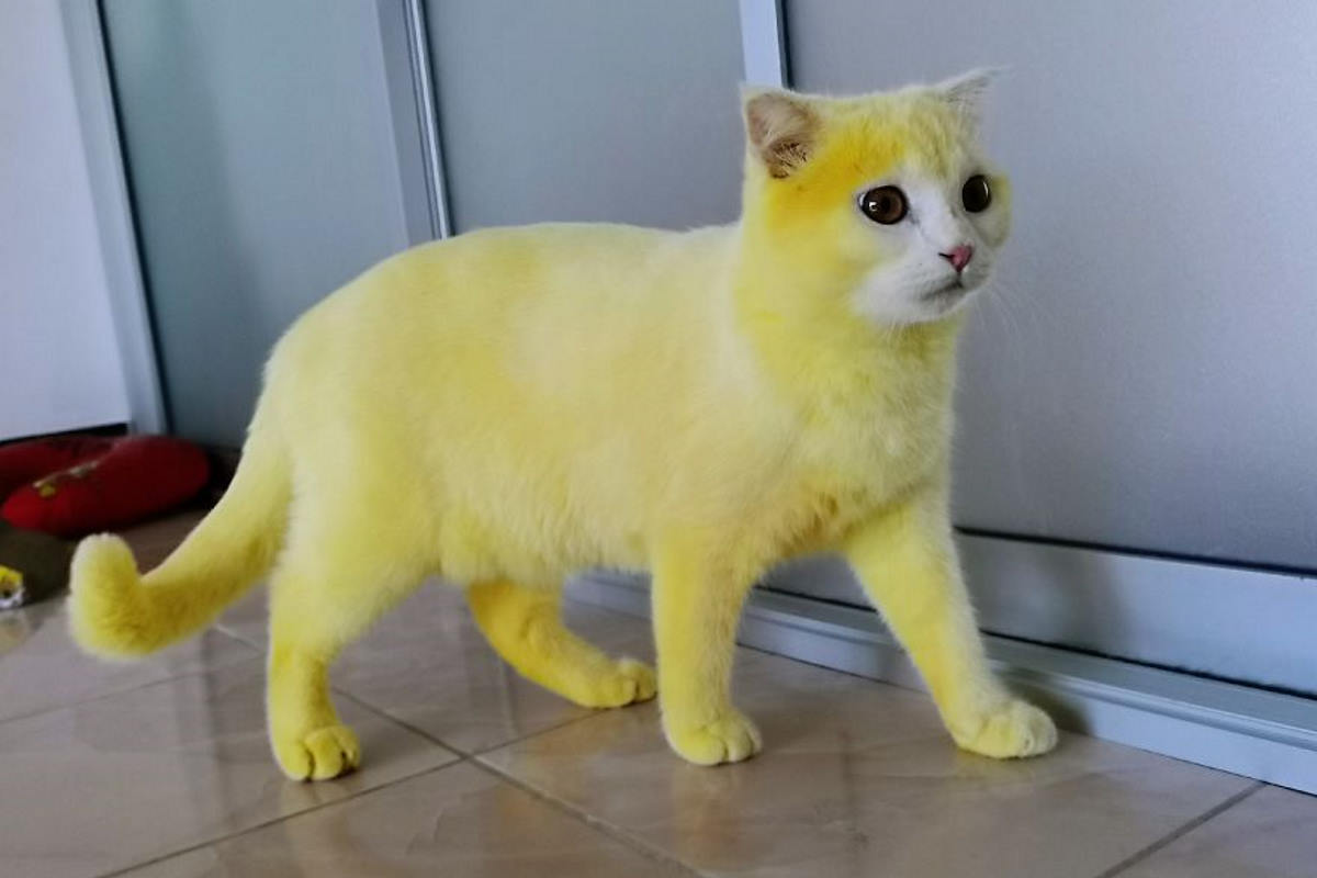gatto giallo