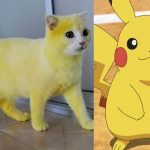 gatto pikachu