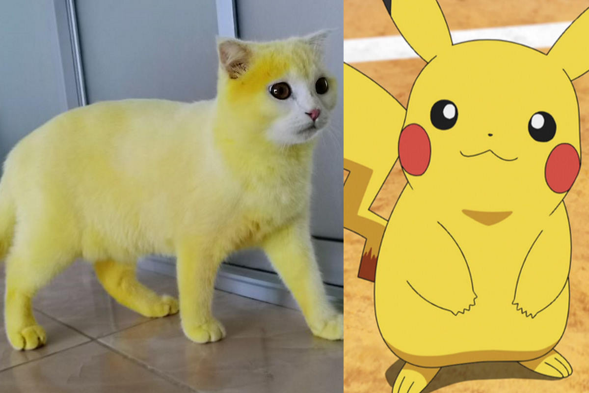 gatto pikachu