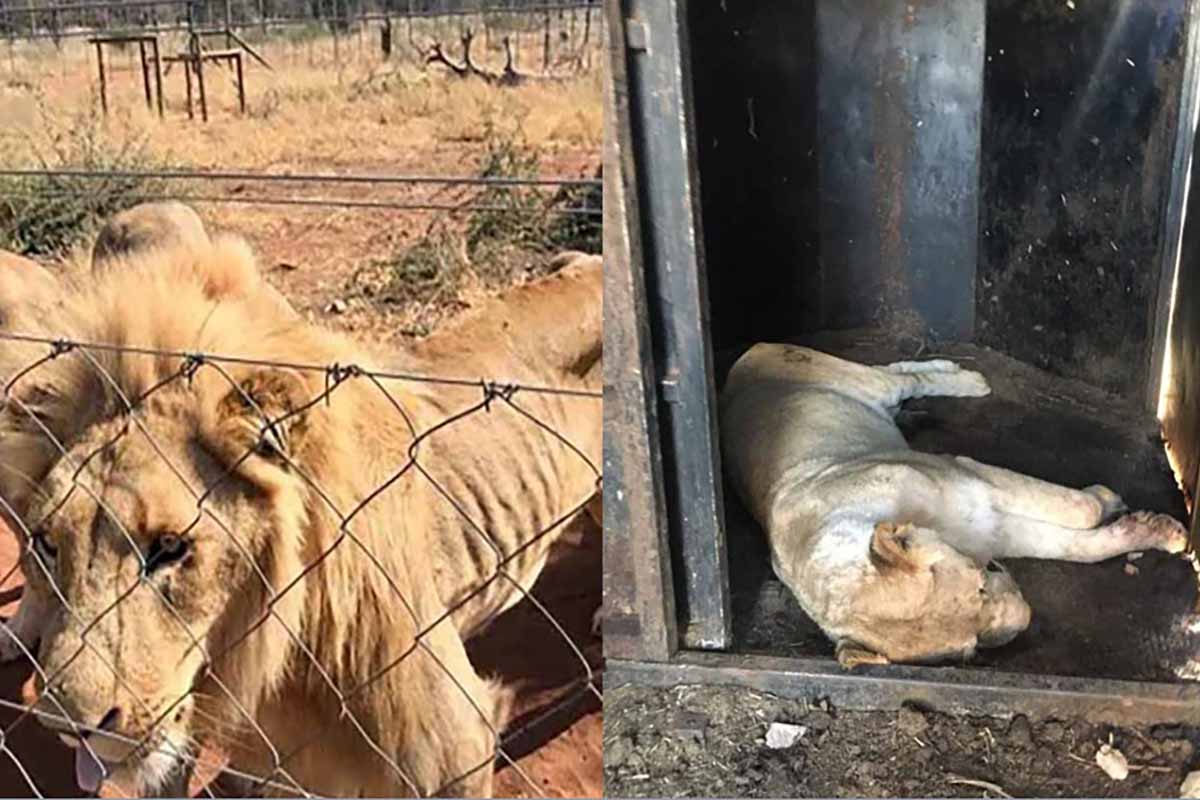 leoni salvati sud africa