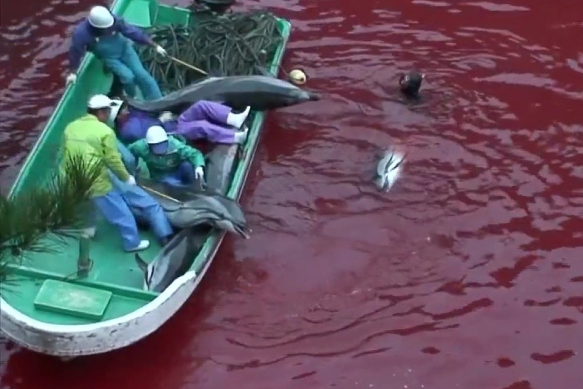 massacro delfini taji