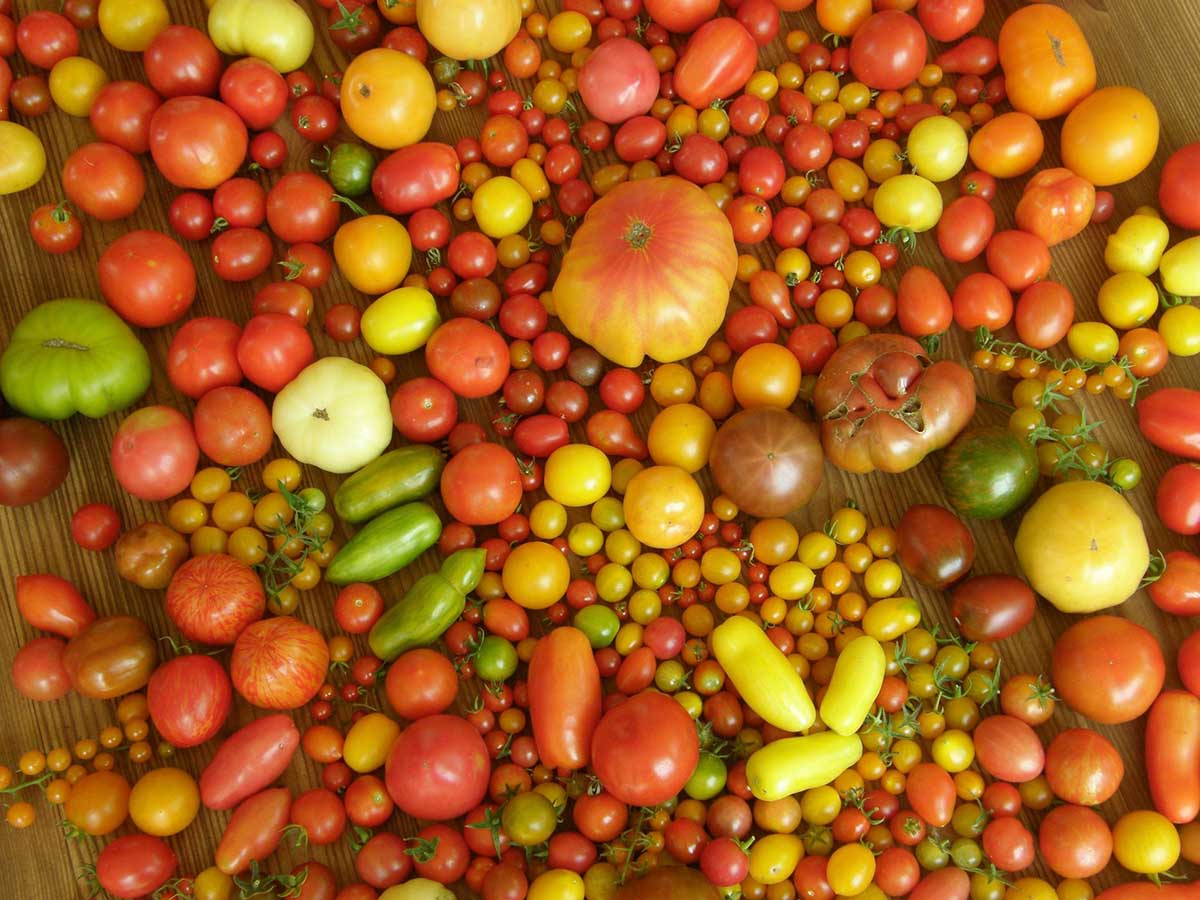 pomodori varietà