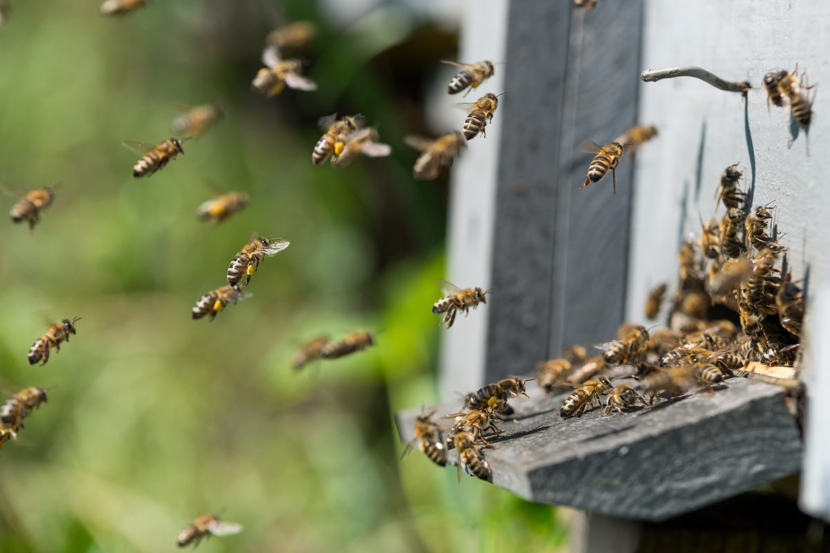 api selvatiche app
