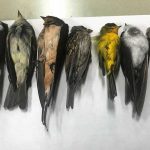 uccelli morti new mexico