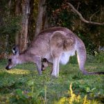 wallaby anomalie riproduttive atrazina