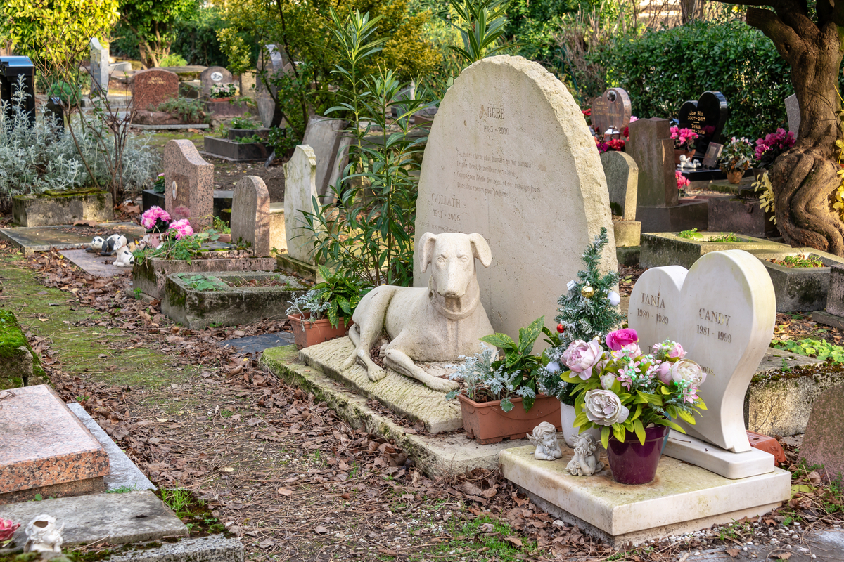 cane cimitero