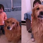 cane difende bambina