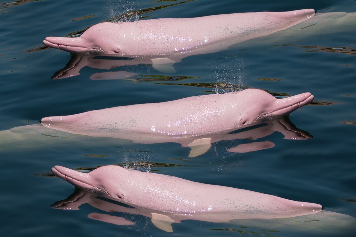 delfini rosa hong kong