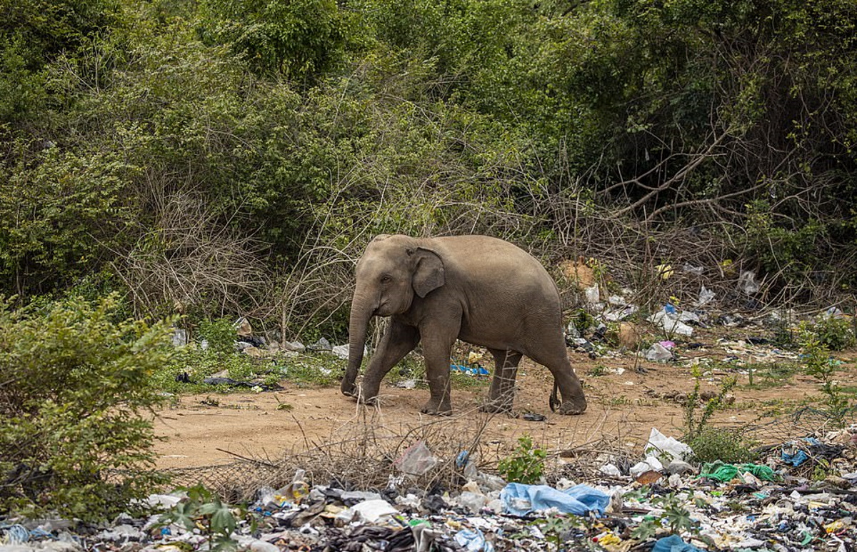elefanti discarica