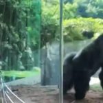 gorilla zoo san diego