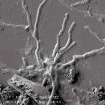 neuroni conservati ercolano