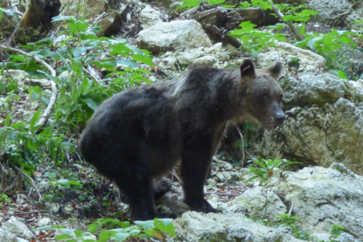 orso bruno bracconiere