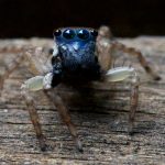 nuovo ragno blu