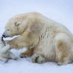 orsi polari trivellazioni artico