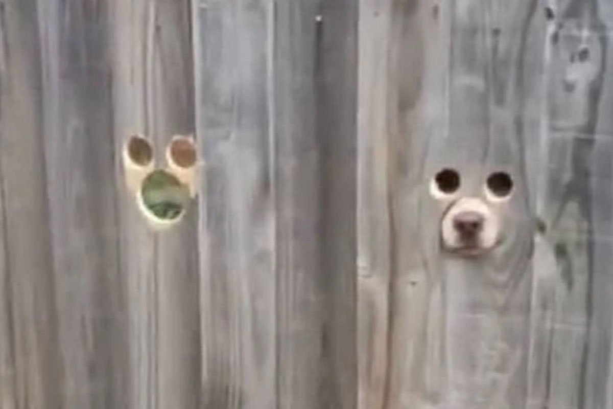 spioncini cani