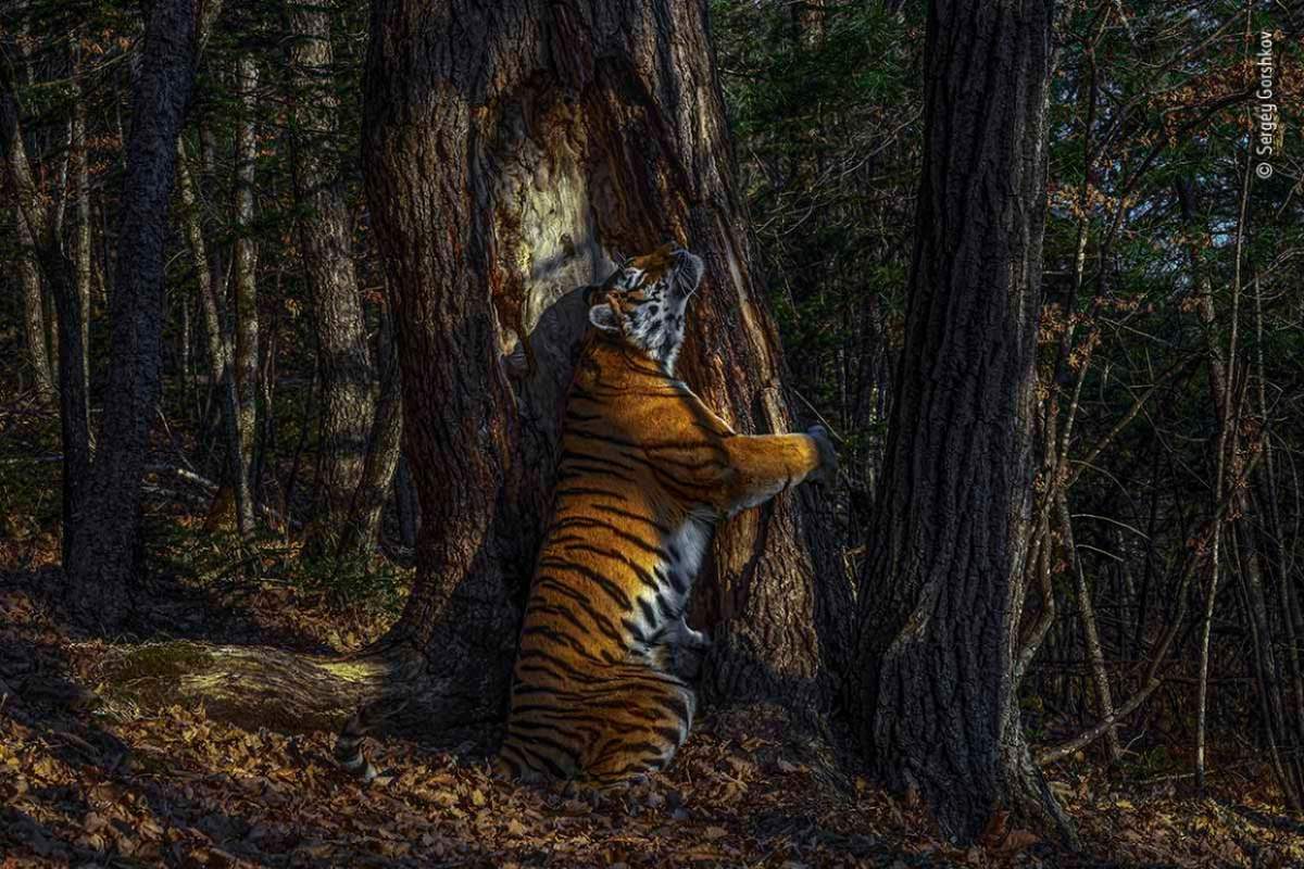 tigre abbraccia albero