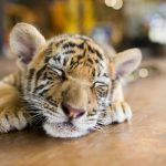 cucciolo di tigre sumatra