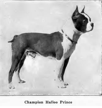 boston terrier campione 1910