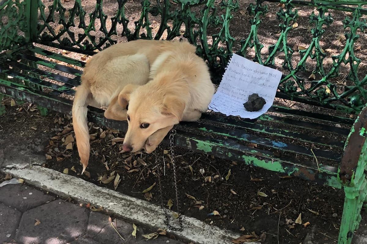 Per favore adottatelo', il cane abbandonato su una panchina con un biglietto che ha mobilitato il web - greenMe