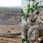 cava koala