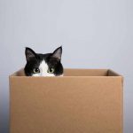 gatto-scatola