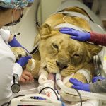 leonessa operata utero