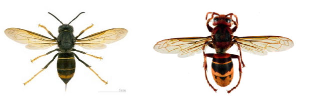 vespa velutina calabrone asiatico gen
