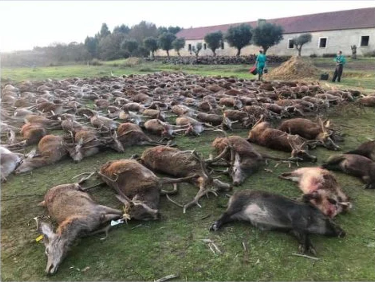 Massacre em Portugal: 540 animais entre veados e javalis mortos por diversão (e sem autorização)