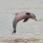 delfini rischio estinzione
