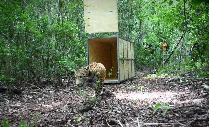 giaguaro-covi