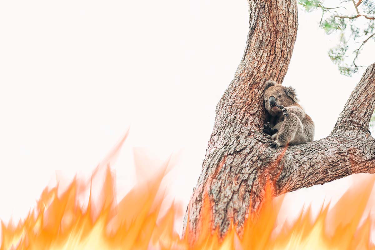 koala incendi