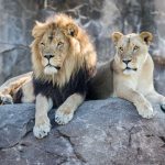 leoni zoo