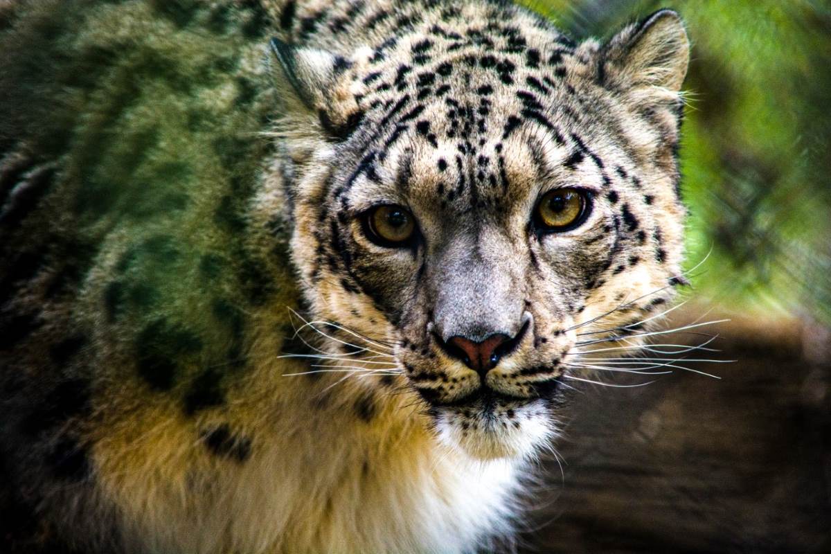 leopardo nevi zoo
